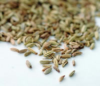 I semi dell'anice (Pimpinella anisum L.)