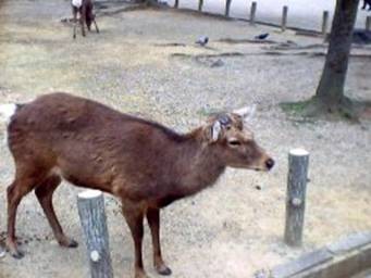 Animali nel parco di Nara